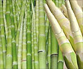 竹食品